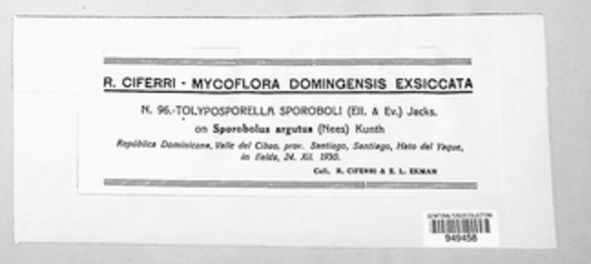 Jamesdicksonia sporoboli image